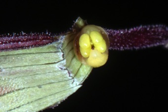Salvia gregii - corolla removed with half of calyx to reveal 4 lobed ovary with a protruding, lateral nectary at base